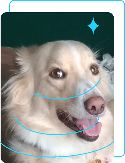 Foto do Rex